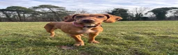 Cockerdor dogs for sale: Fox Red Cockerdor  - Advert 1
