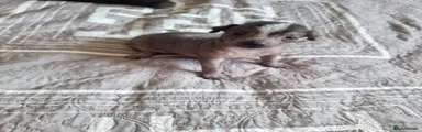 Mexican Hairless Puppy 1