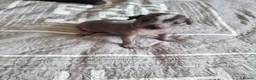 Mexican Hairless dogs for sale: Mexican hairless mini girls - Advert 5