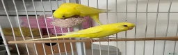 Budgerigars birds for sale: Lutino baby budgies  - Advert 8