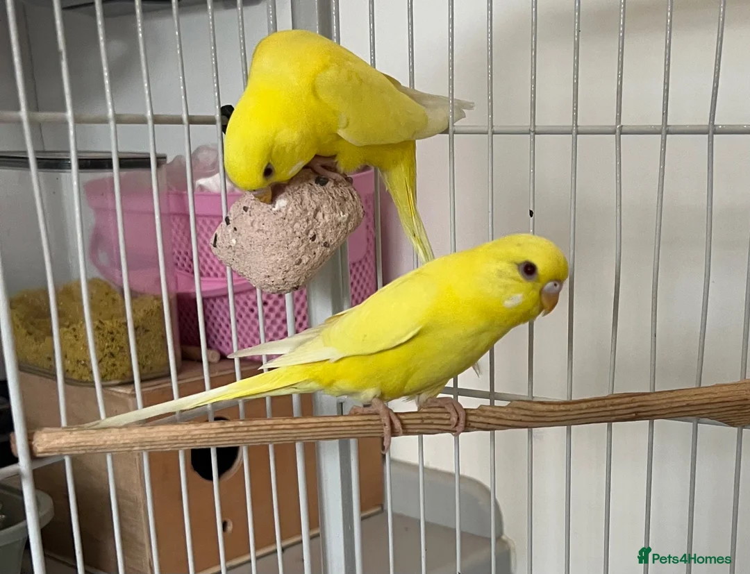 Budgerigars birds for sale: Lutino baby budgies  - Advert 8