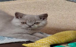 British Shorthair cats for sale: British Blue Short-hair 4 kittens for sale  - Image 20