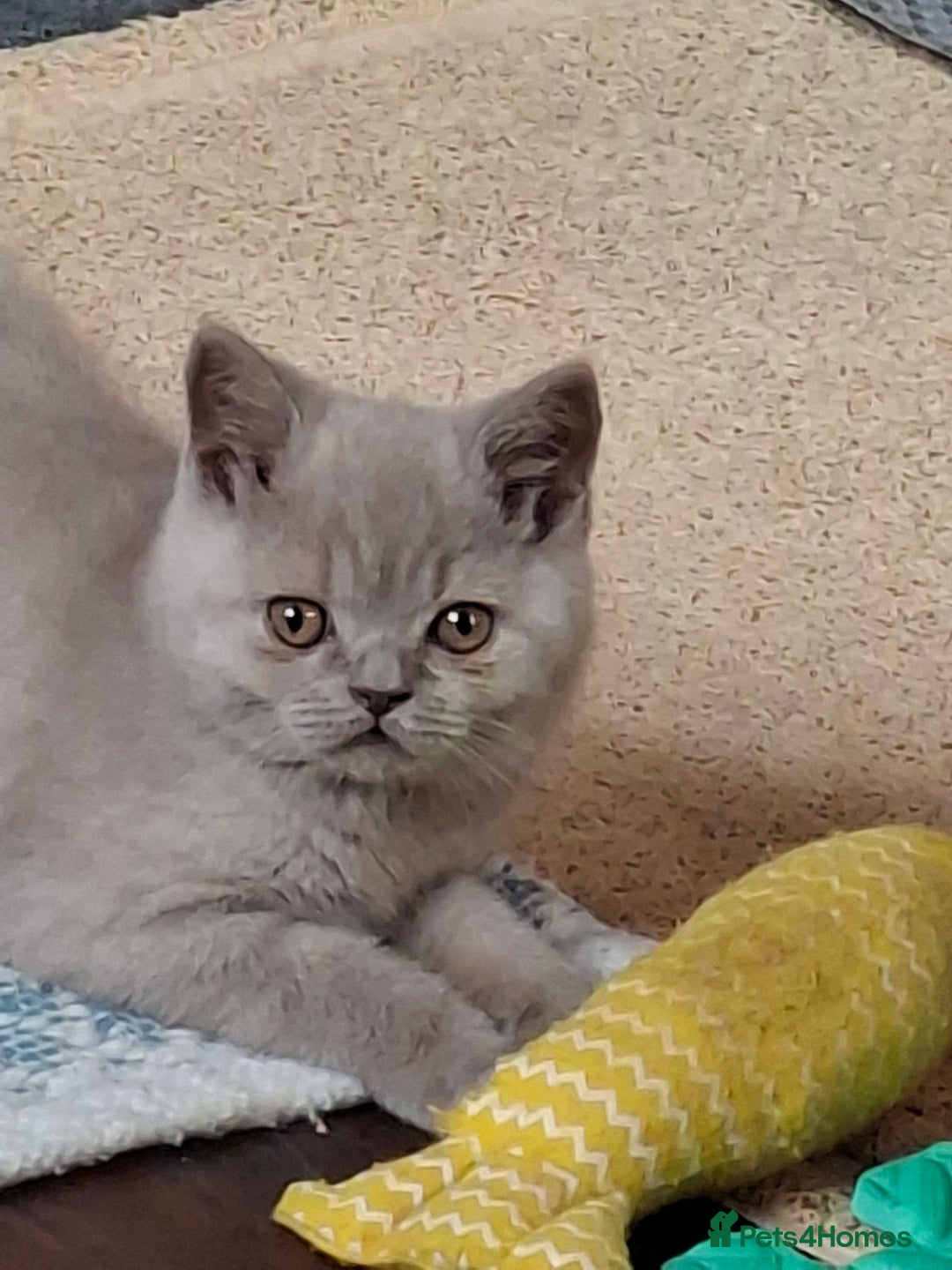 British Shorthair cats for sale: British Blue Short-hair 4 kittens for sale  - Image 20