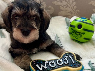 Mixed Breed dogs - Advert 5