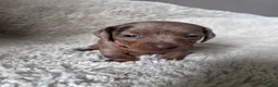 Dachshund dogs for sale: Dachshund puppies  - Advert 8