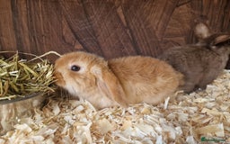 Mini Lop rabbits for sale: Mini lop babies  - Image 2