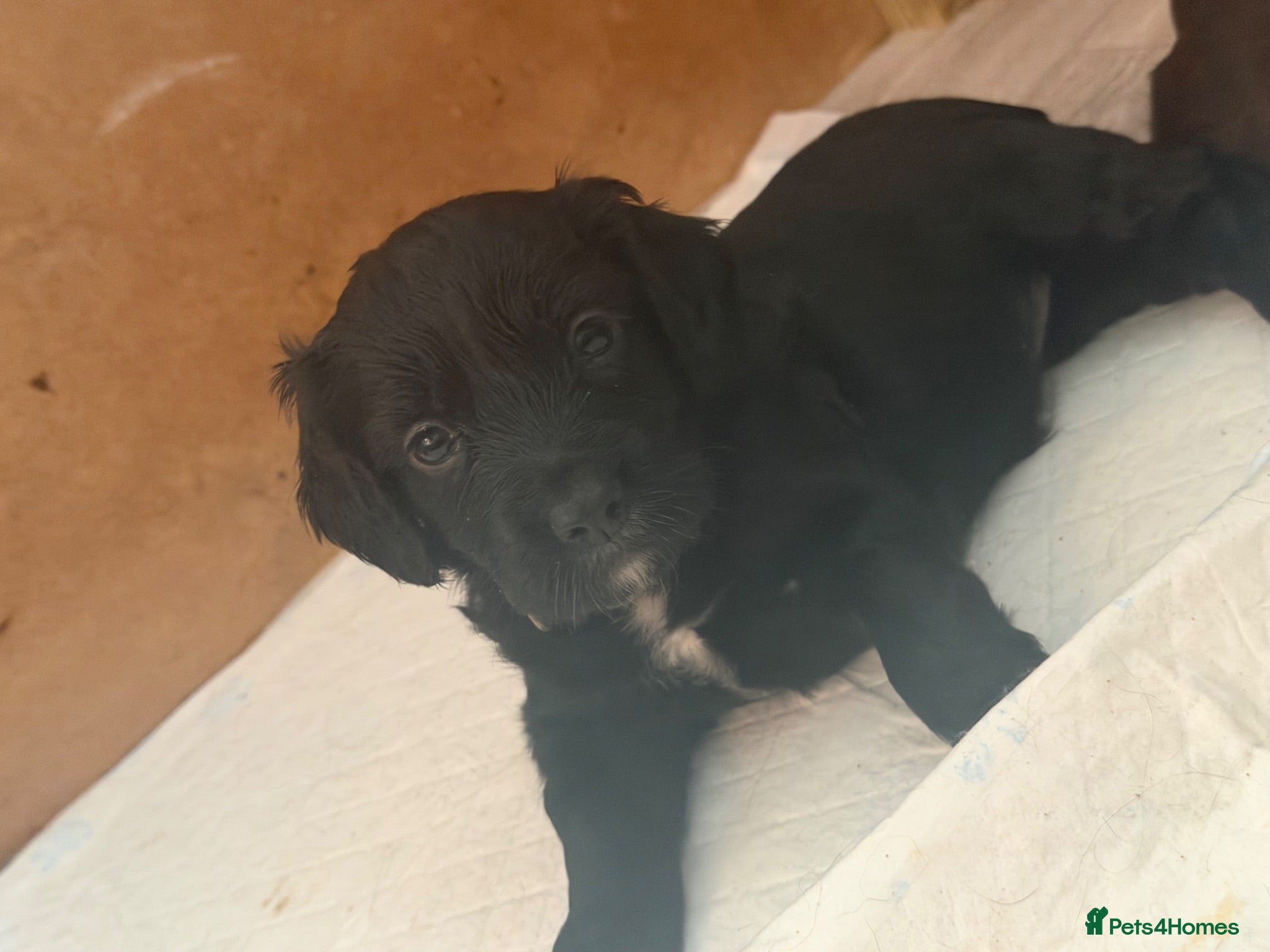 Cocker Spaniel dogs cocker spaniel puppy - Advert 4