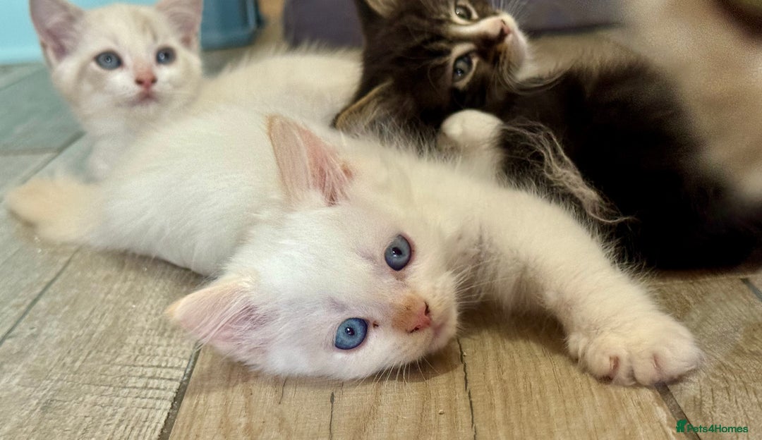 Mixed Breed cats for sale: Persian cross Ragdoll kittens real stunners - Image 5
