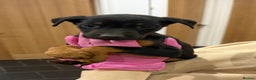 Mixed Breed dogs for sale: Doberman X puppies for sale  - Advert 18