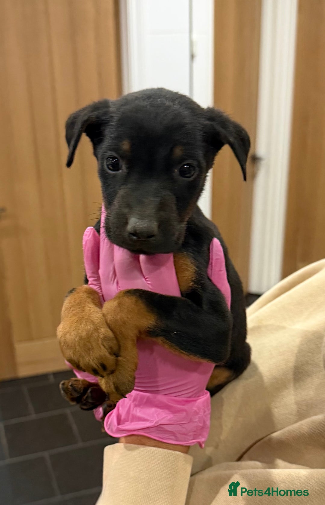 Mixed Breed dogs for sale: Doberman X puppies for sale  - Advert 18