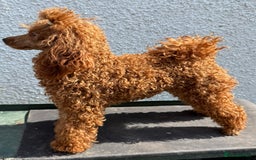 Cockapoo dogs for sale: Stunning toy size F1 cockapoo puppies - Image 10