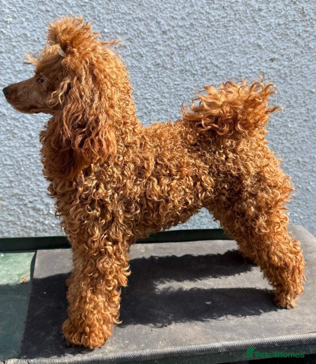 Cockapoo dogs for sale: Stunning toy size F1 cockapoo puppies - Image 10