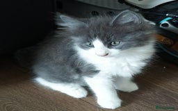 Mixed Breed cats for sale: £150 for the pair of kittens - Image 5