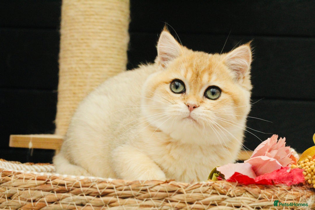 British Shorthair cats for sale: Gorgeous Golden Shaded girl - Image 4