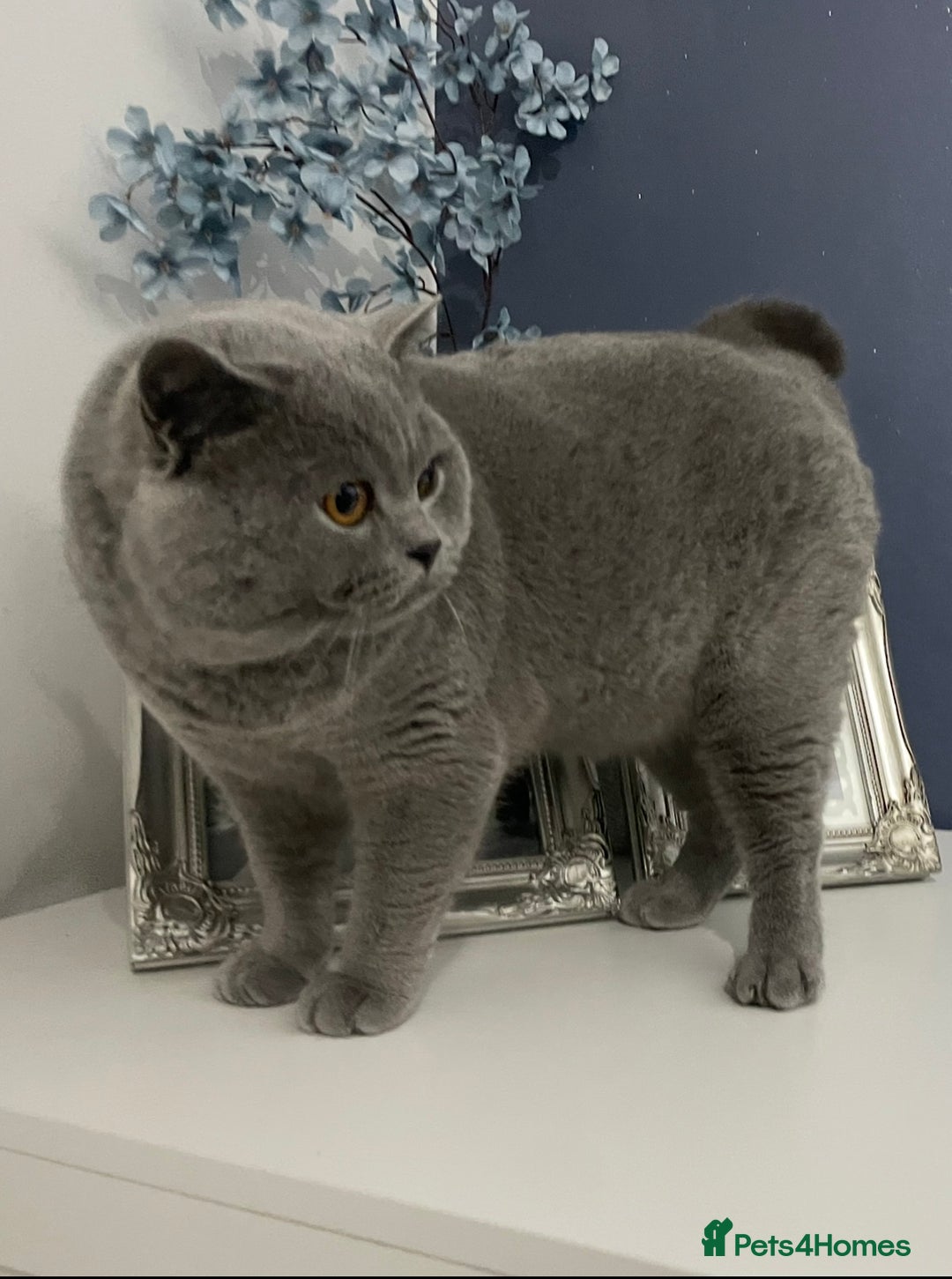 British Shorthair cats for stud: 🏆🔥GCCF BLUE CHAMPION STUD CARRYING CINNAMON 🔥🏆 - Advert 8