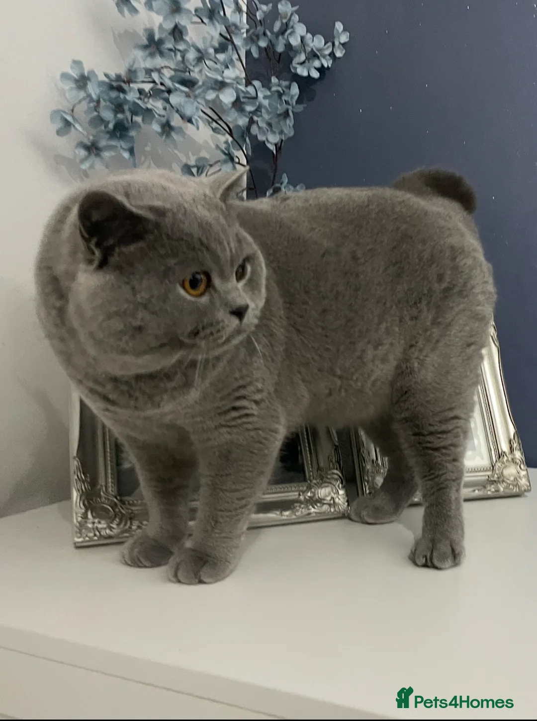 British Shorthair cats for stud: 🏆🔥GCCF BLUE CHAMPION STUD CARRYING CINNAMON 🔥🏆 - Advert 8