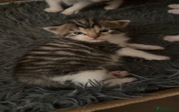 Mixed Breed cats for sale: 3 beautiful kittens  - Image 7