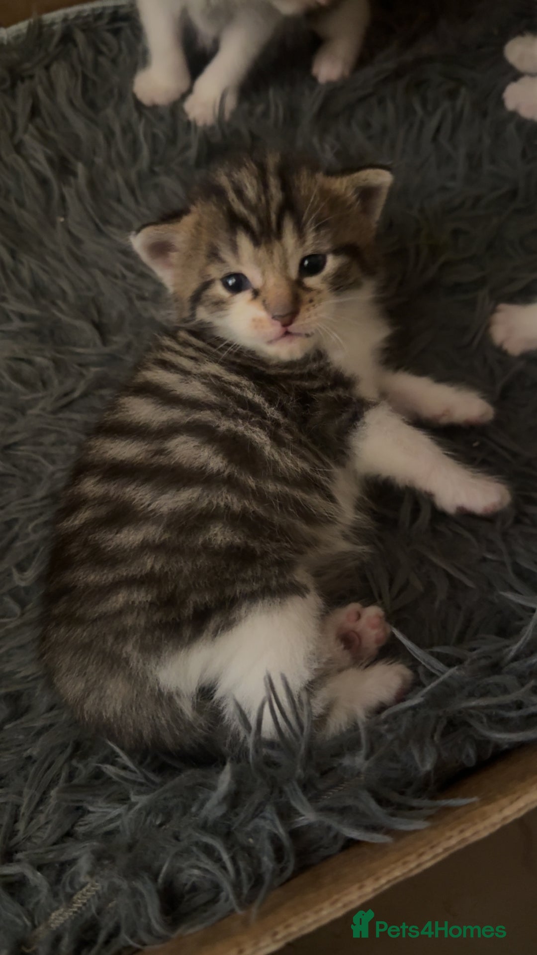 Mixed Breed cats for sale: 3 beautiful kittens  - Image 7
