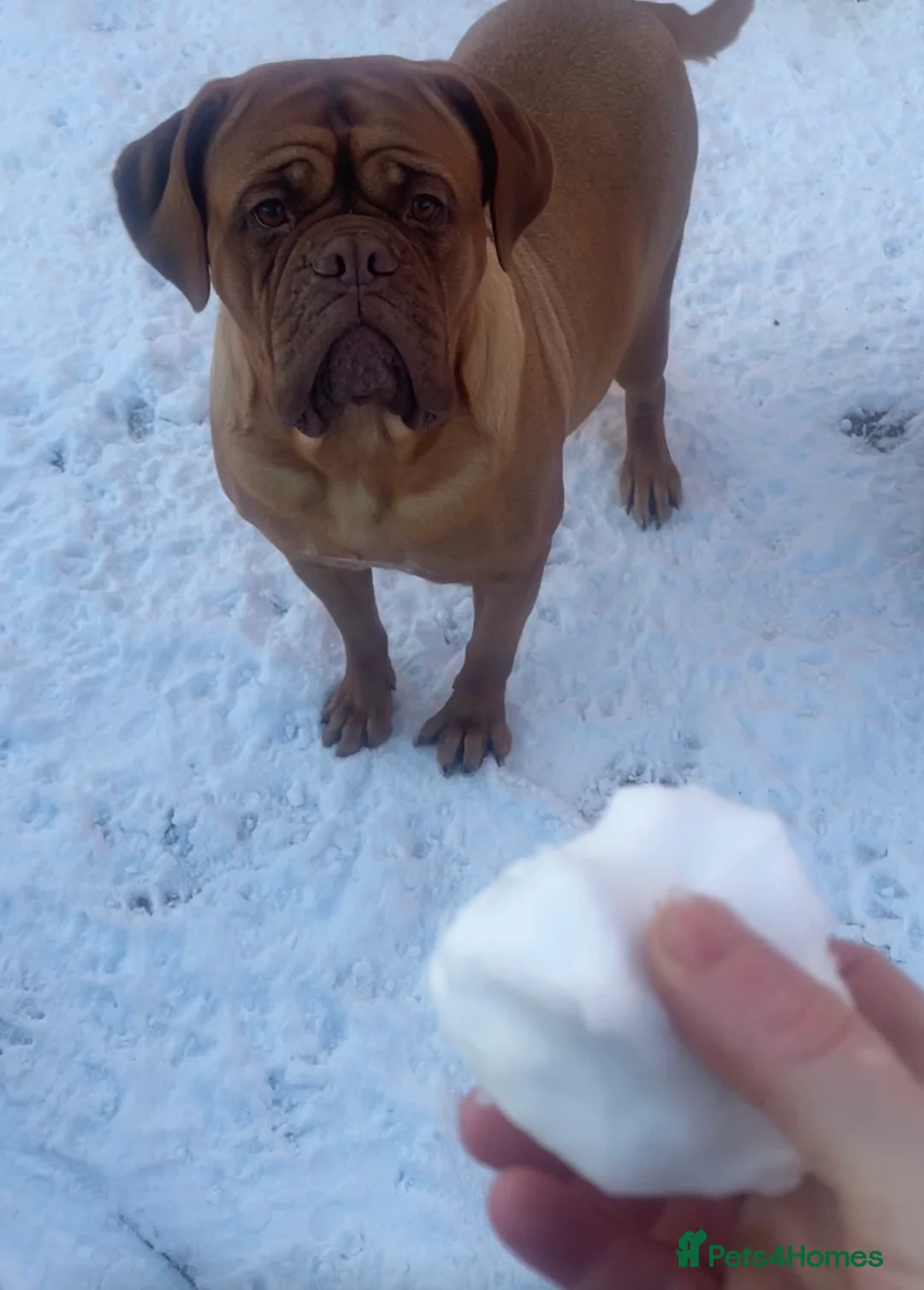 Dogue De Bordeaux dogs for sale: Last boy of the litter - Advert 7