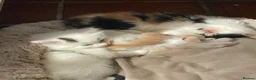 Mixed Breed cats for sale: Beautiful long hair kittens  - Advert 15