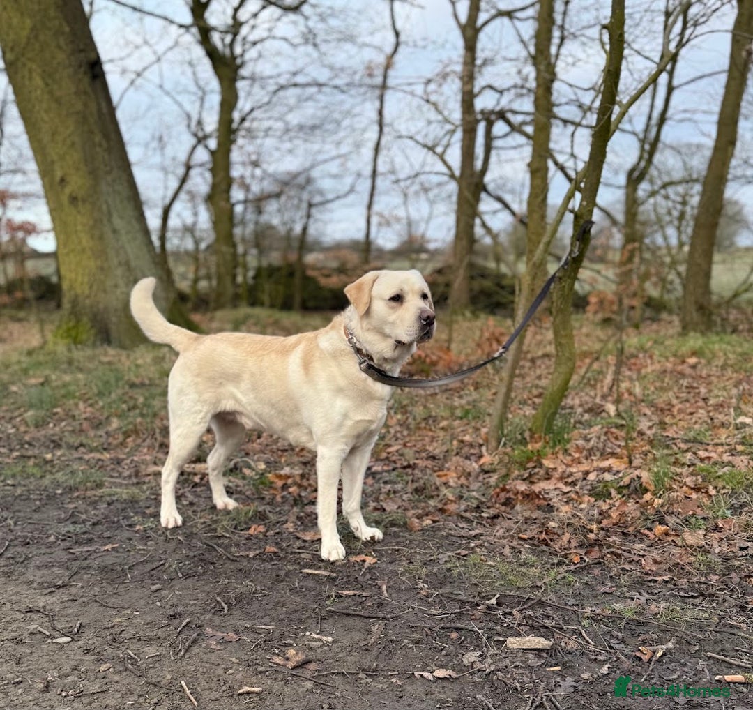 Labrador Retriever dogs for stud: Bruno Kler - Advert 5