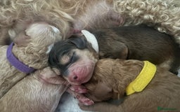 Cockapoo dogs for sale: 🐾 Gorgeous cockapoo puppies🐾 - Image 10