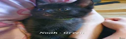British Shorthair cats for sale: Pure Black British Shorthair Kittens in Dudley - Advert 20