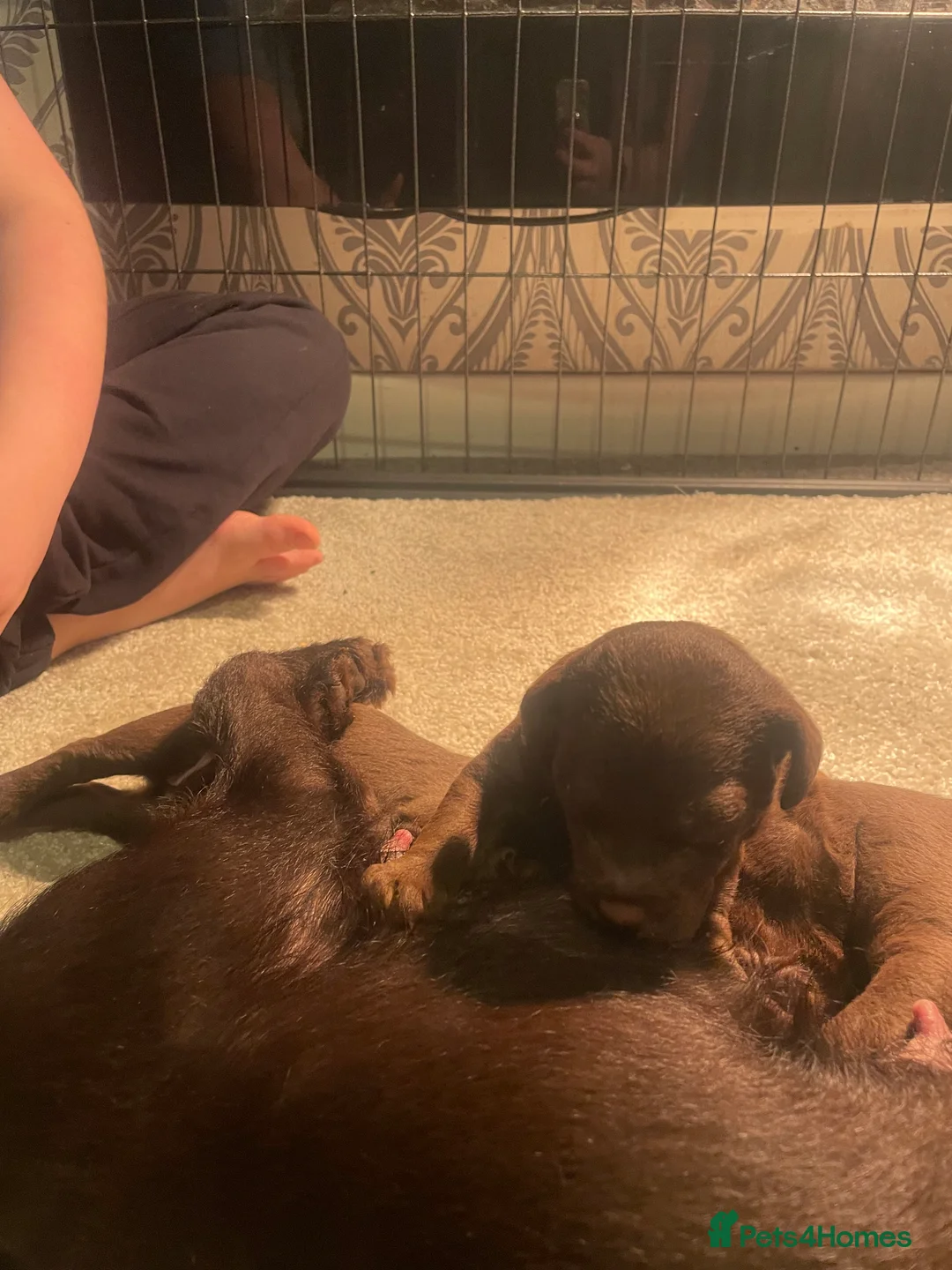 Patterdale Terrier dogs for sale: Patterdale pups  - Advert 2