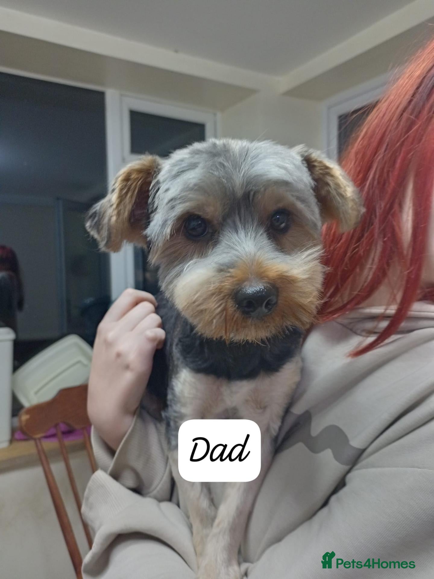 Yorkshire Terrier dogs Yorkshire terrier puppies  - Advert 2