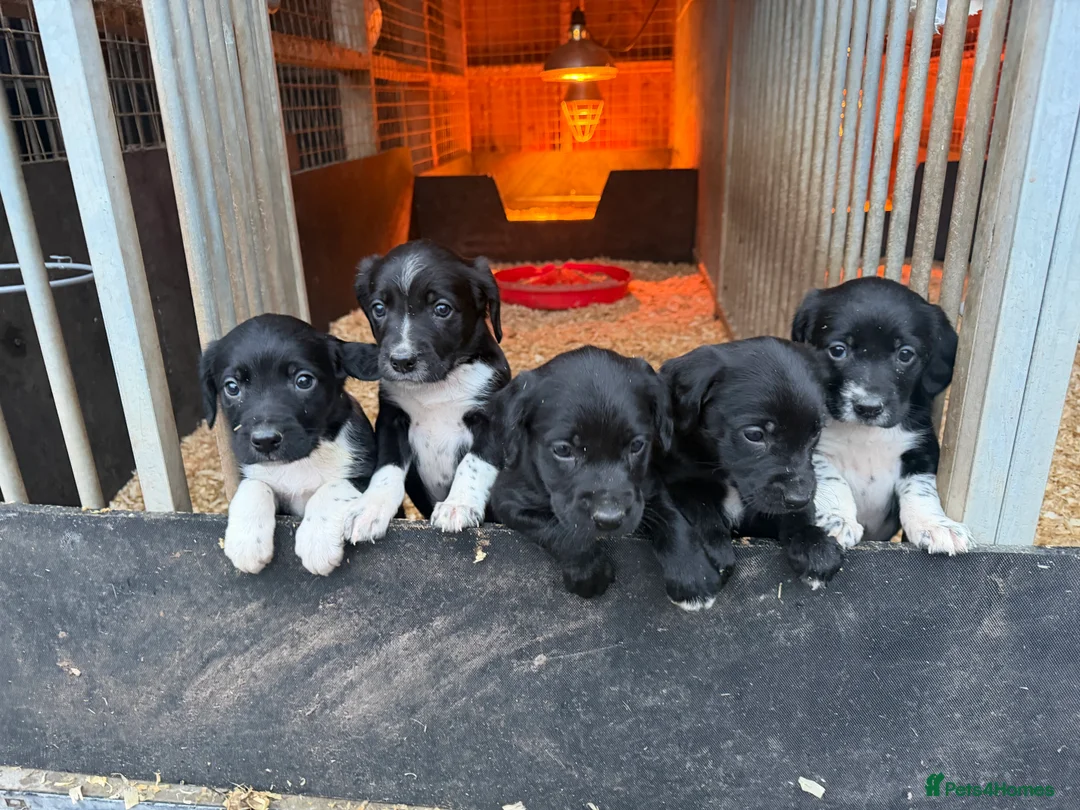 Sprollie dogs for sale: Striking Springer Spaniel x Collie Puppies - Advert 1