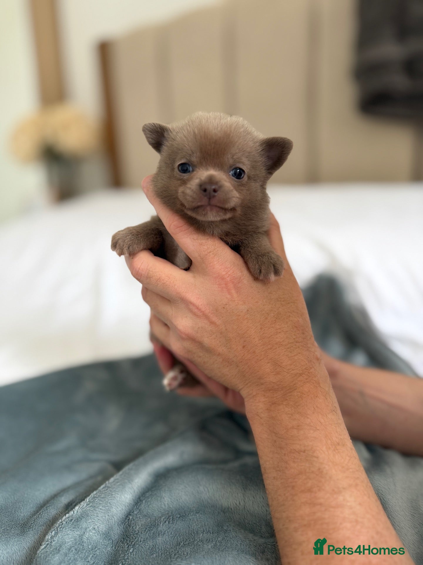 Chihuahua dogs Tiny Teddy bear 🧸 Chihuahuas READY 06/10/2026 - Advert 1