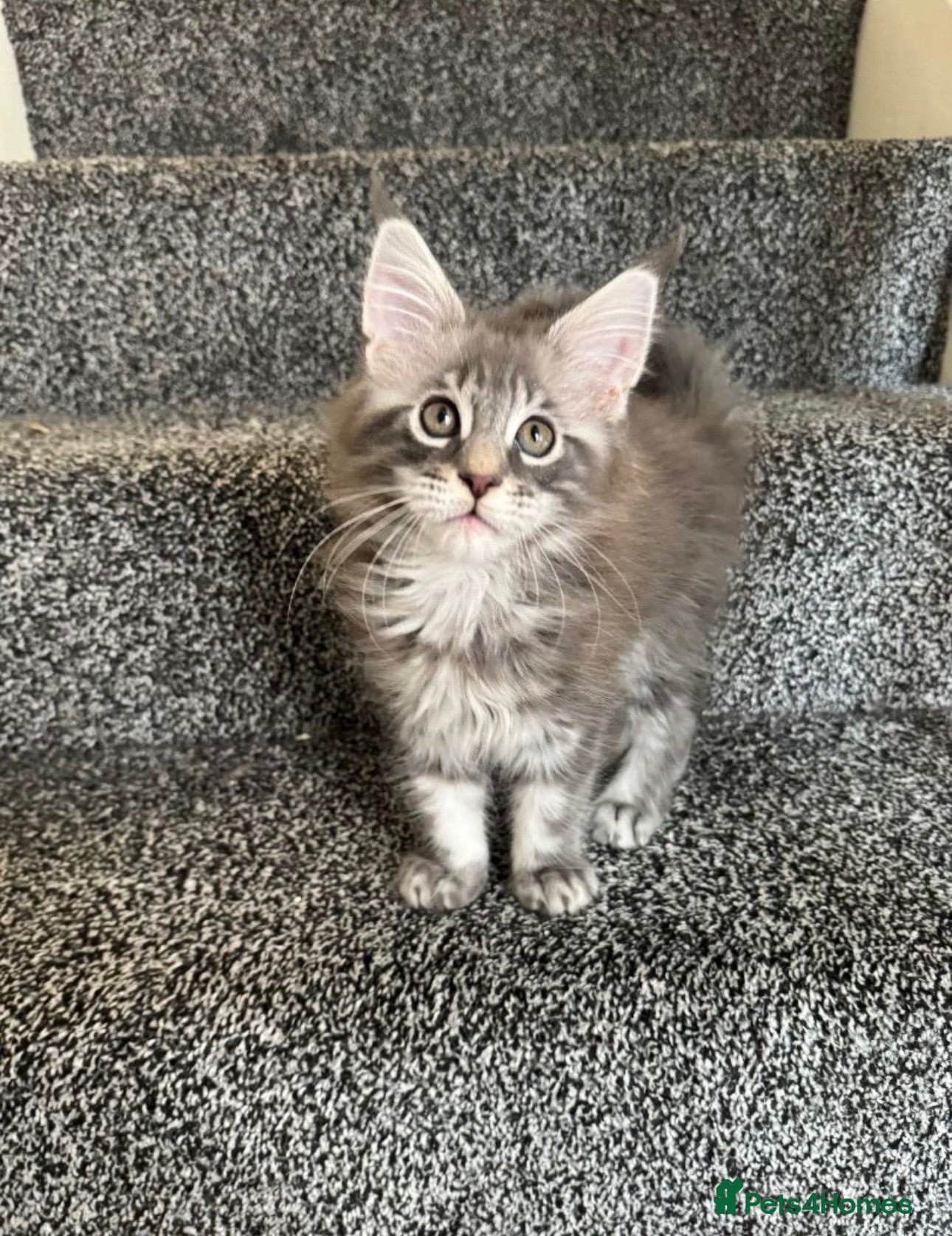 Maine Coon cats maine coon kittens  - Advert 1