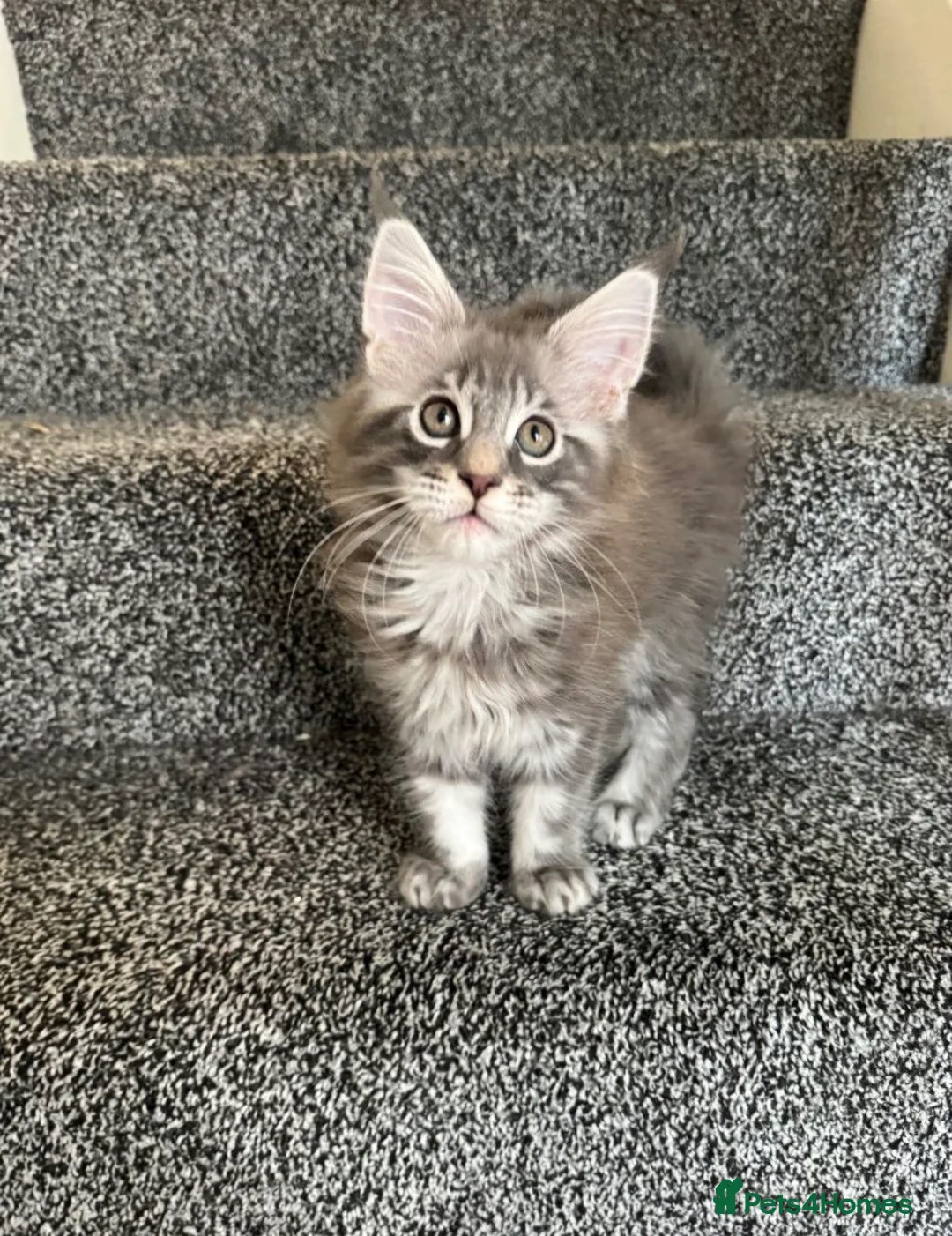 Maine Coon cats for sale: maine coon kittens  - Advert 1