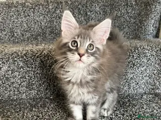 Maine Coon cats maine coon kittens - Advert 2