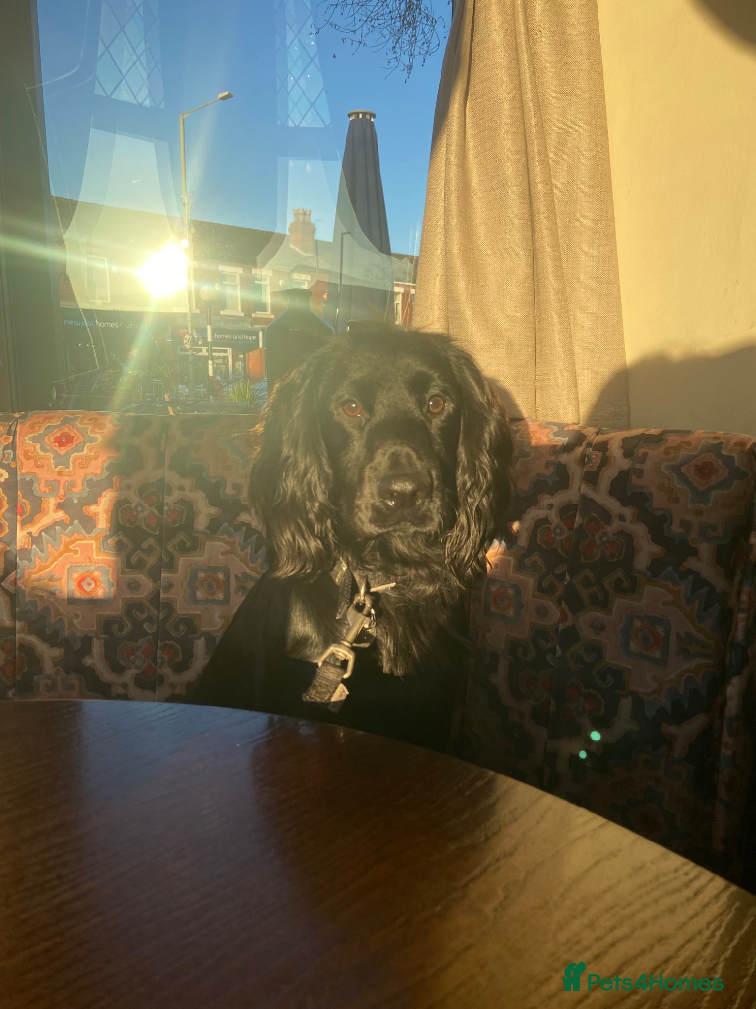 Cocker Spaniel dogs STUNNING KC PEDIGREE WORKING COCKER SPANIEL - Advert 16