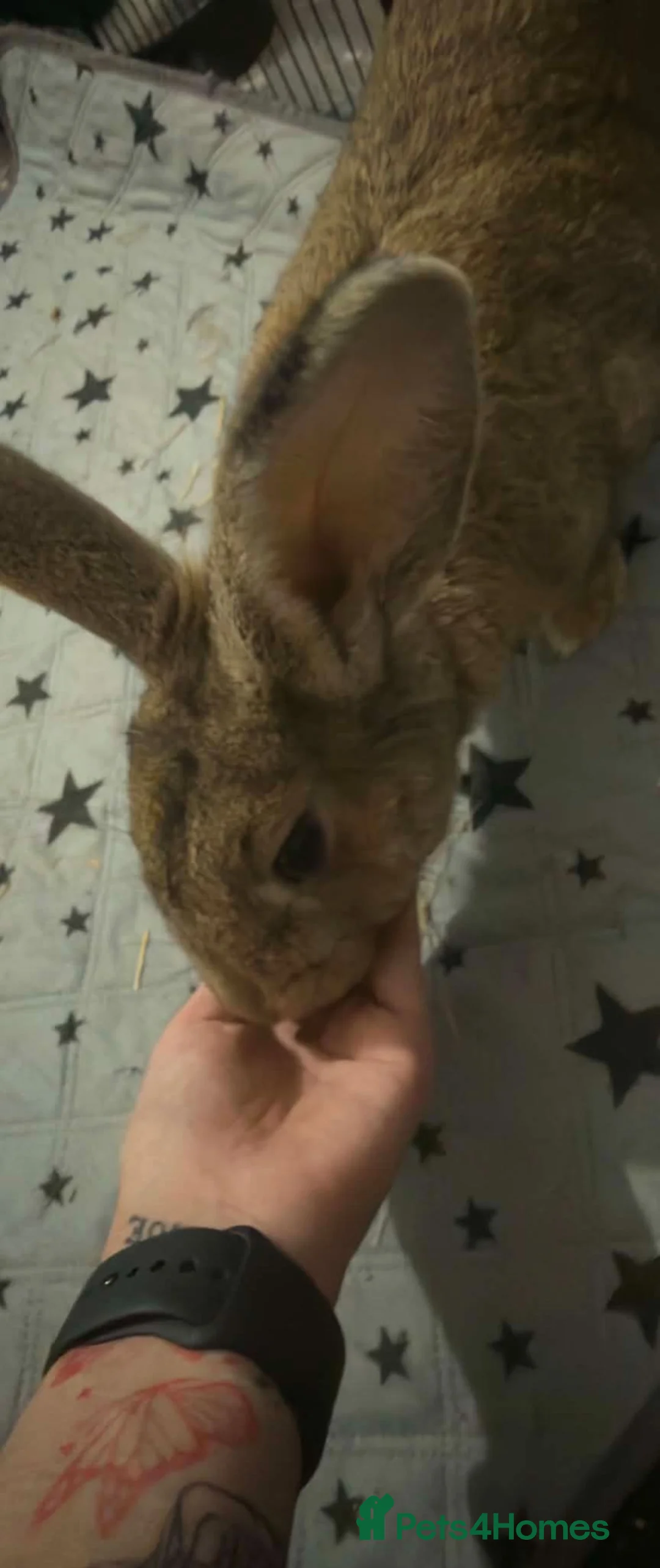 Continental Giant rabbits for sale: Female house rabbit  in Saint Helens - Advert 2
