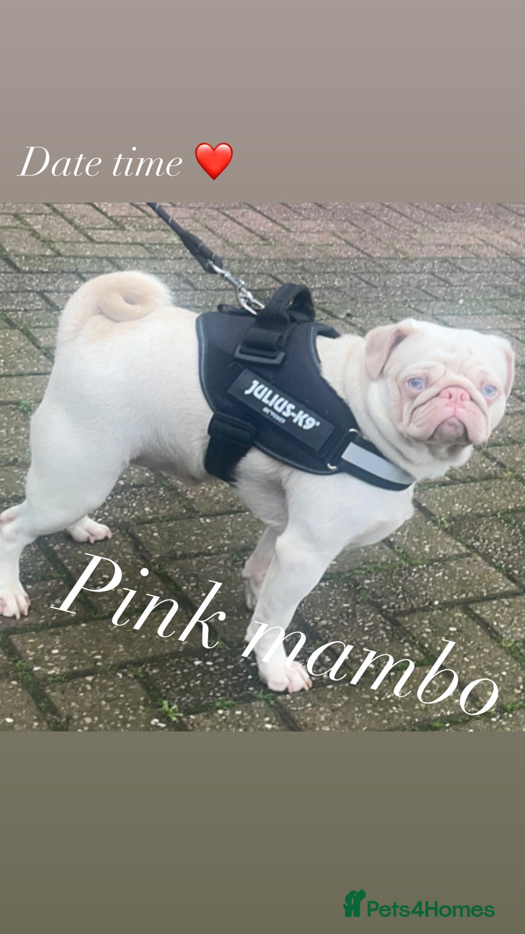 Pug dogs for sale: Platinum pink pug  - Image 2