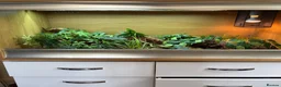 Corn Snake reptiles for sale: Anery corn snake with full enclosure  - Advert 7