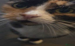 British Shorthair cats for sale: cleo - british shorthair - 9 years old - Image 4