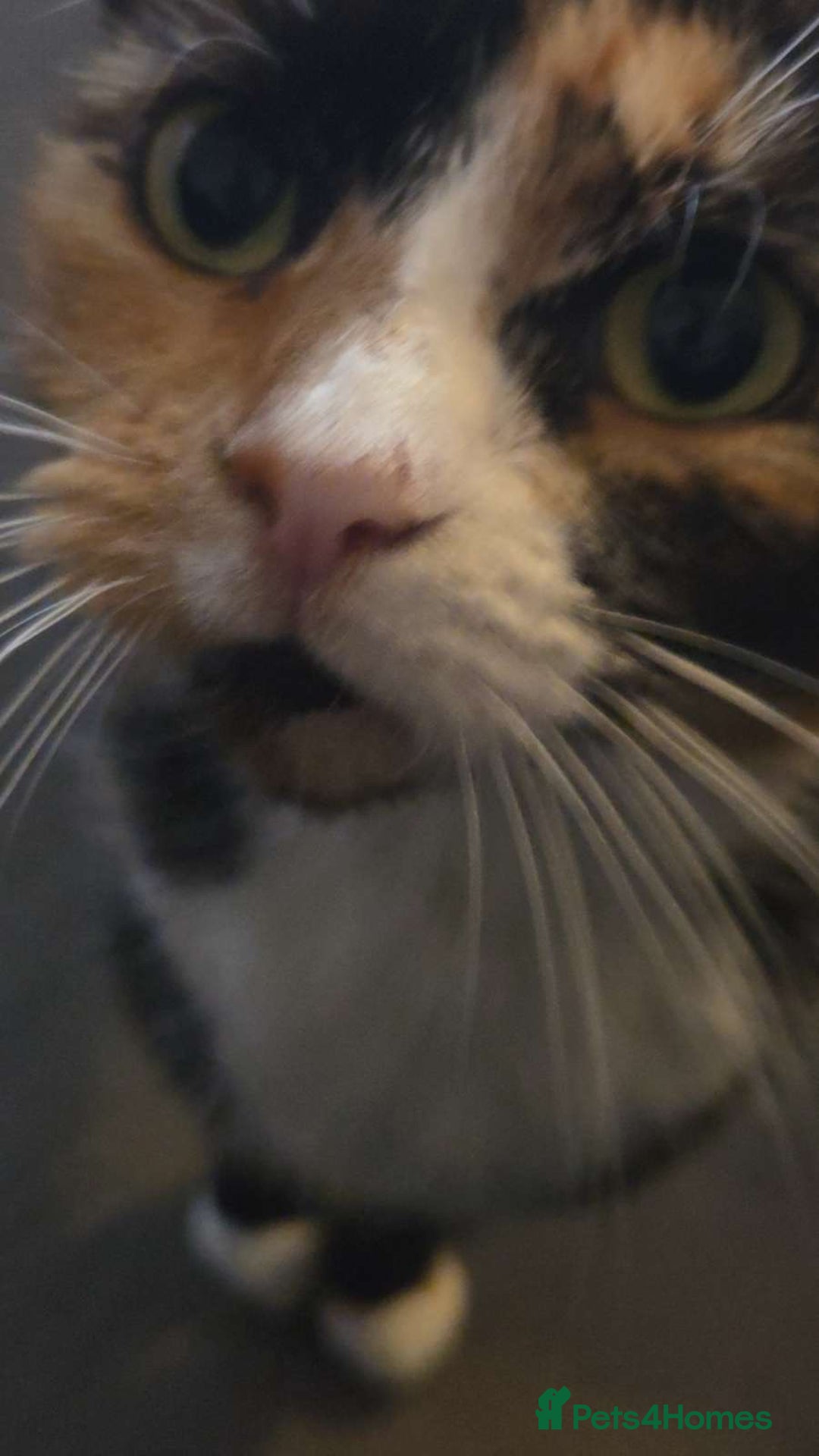 British Shorthair cats for sale: cleo - british shorthair - 9 years old - Image 4