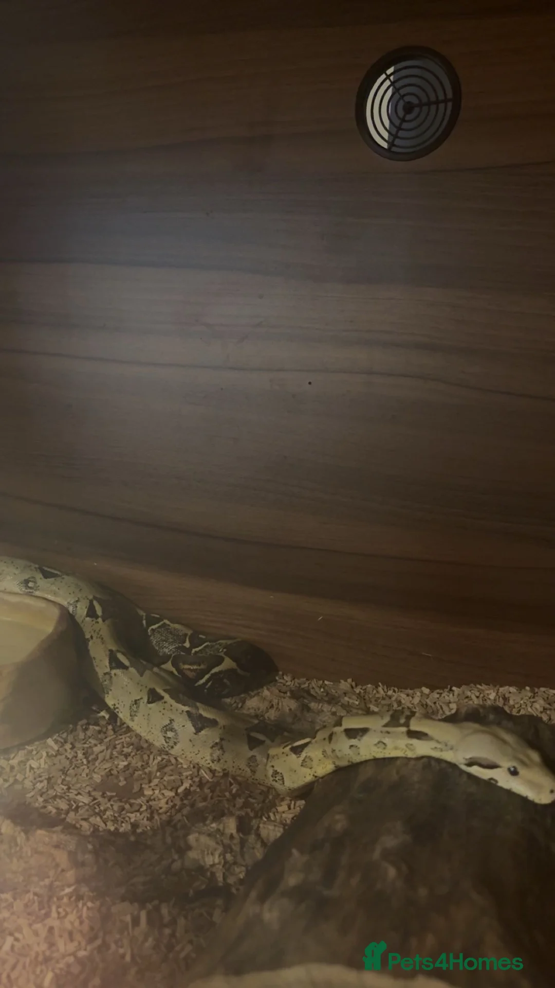 Boa Snake reptiles for sale: Boa constrictor and Vivarium for sale - Advert 2
