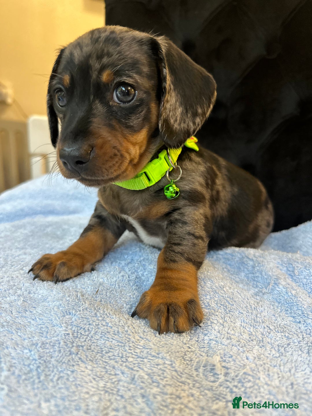 Dachshund dogs for sale: Beautiful silver dapple mini dachshund puppies! 🐾 - Image 2