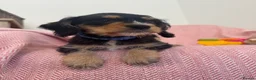 Mixed Breed dogs for sale: Shnauzerlier , cavalier x schnauzer  - Advert 4