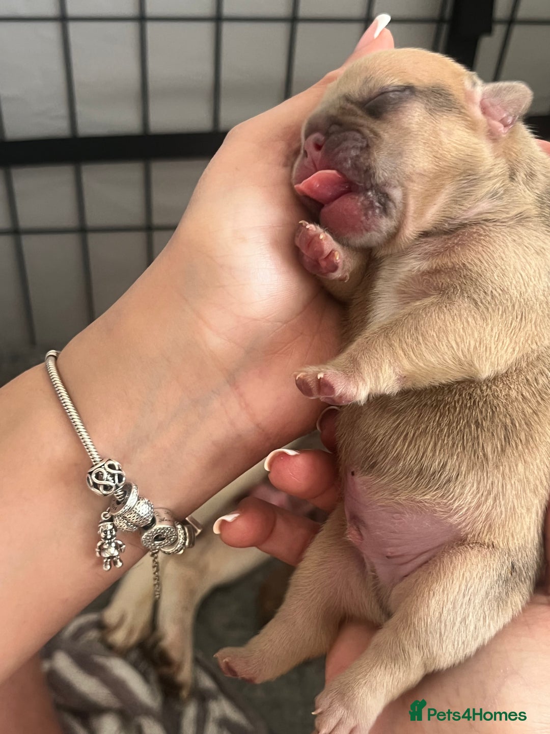 French Bulldog dogs for sale: Milo, Lovable boy Frenchie, amazing price 💫 - Image 19