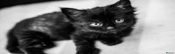 Mixed Breed cats for sale: 3 fluffy kittens and 3 silver tabbies  - Advert 16