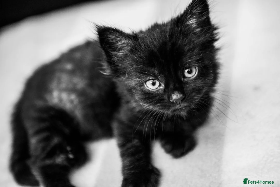 Mixed Breed cats for sale: 3 fluffy kittens and 3 silver tabbies  - Advert 16