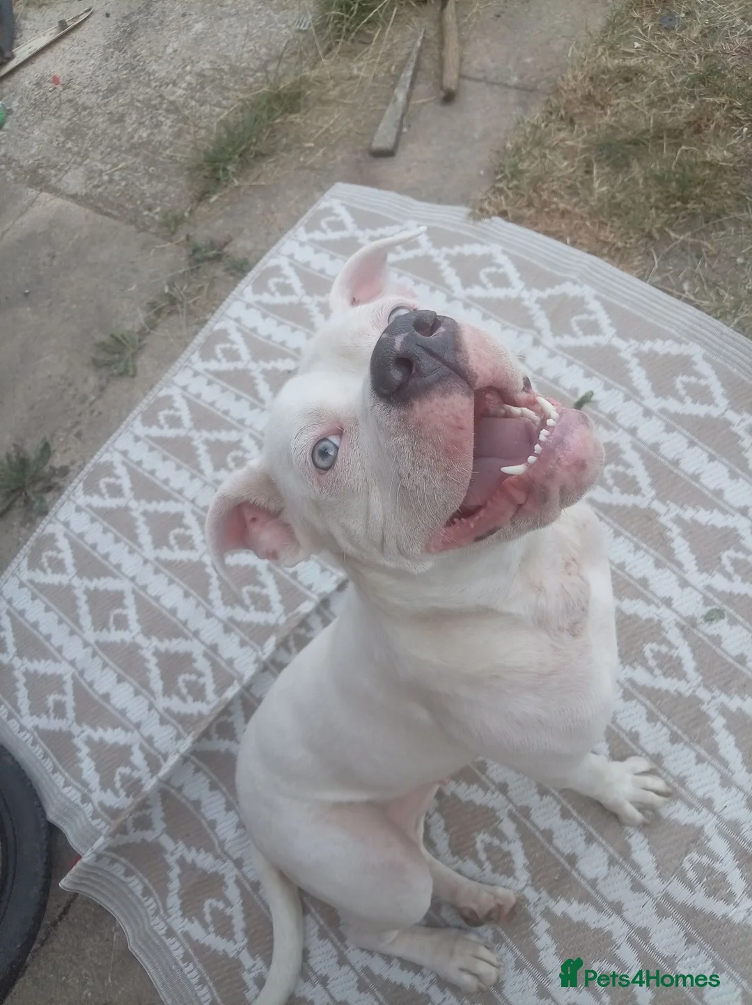 American Bull Staffy dogs for sale: Diamond  in Bristol - Advert 2