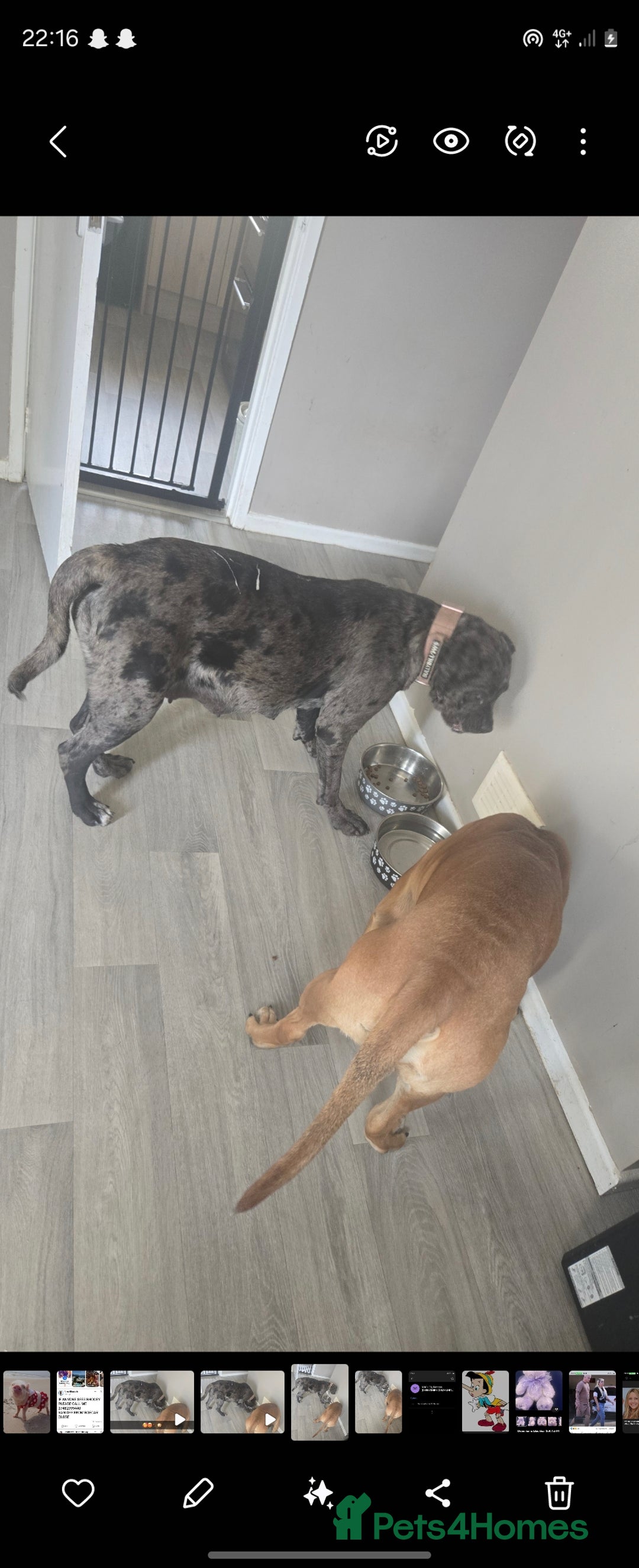 Cane Corso dogs for sale: Merle cane corso - Image 3