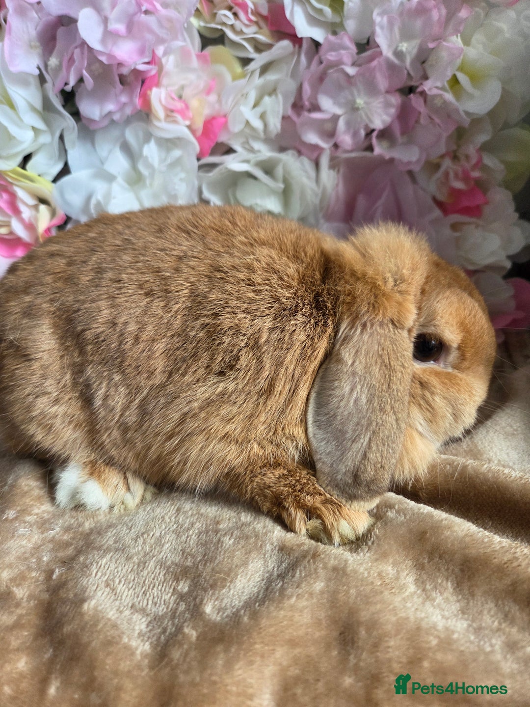 Mini Lop rabbits for sale: Very friendly mini lop girl available  - Image 1