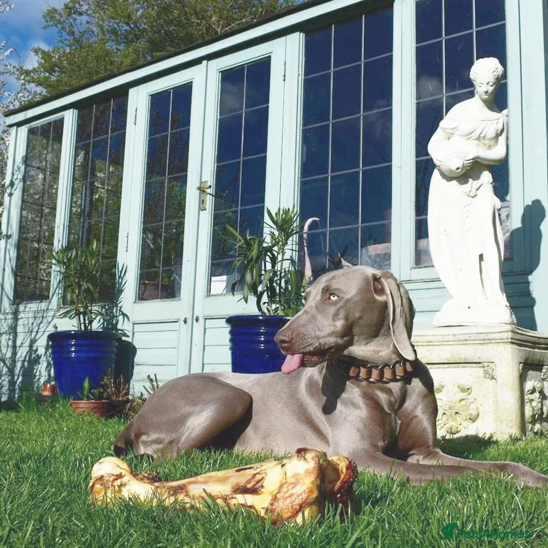 Weimaraner dogs for stud:  KC reg health tested Hipscored stud in Woodbridge - Advert 5